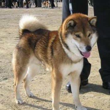 Shiba Inu Colors - Shiba Inu Rescues & Breeders