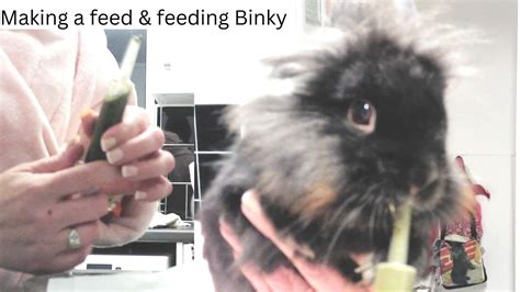 making up a feed for a bunny and feeding via syringe - YouTube