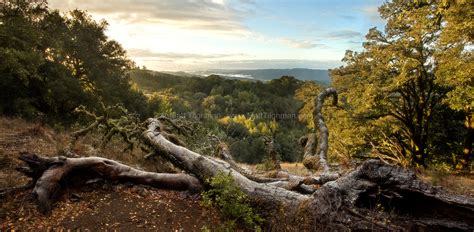 In the Forest - California Oak Woodlands After Snow - Matt Tilghman ...