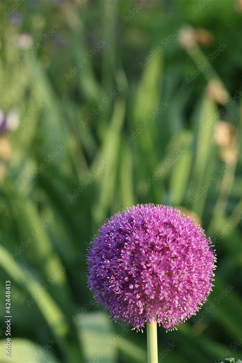 allium flower Stock Photo | Adobe Stock