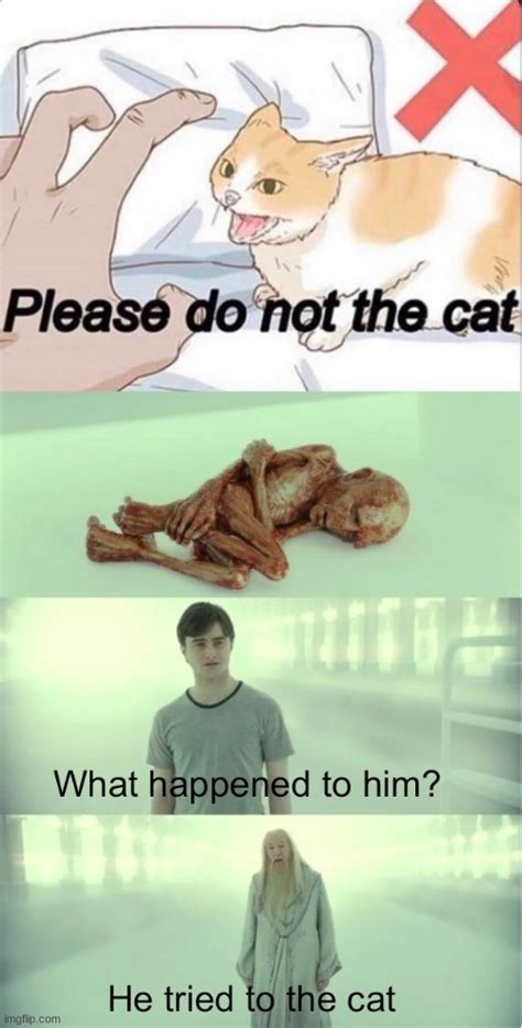 Dumbledore | Please Do Not The Cat | Know Your Meme