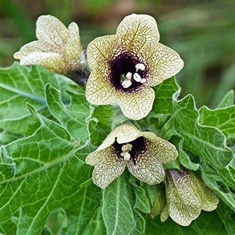 Henbane Seeds hyoscyamus Niger 20 Seeds in Frozen Seed Capsules™ for Seed Saving or Planting Now ...