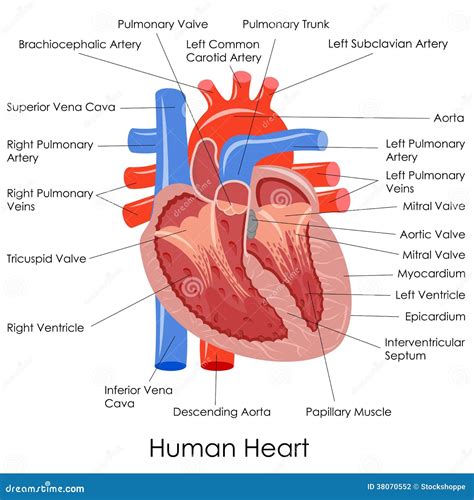 Anatomía Humana Del Corazón Fotografía de archivo - Imagen: 38070552