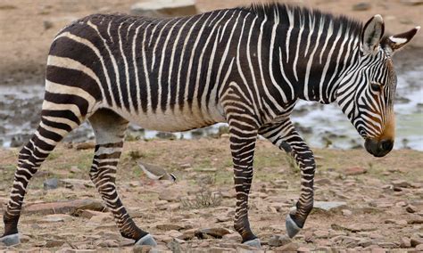 Cape Mountain Zebra (Equus zebra zebra) | Link Road, Mountai… | Flickr