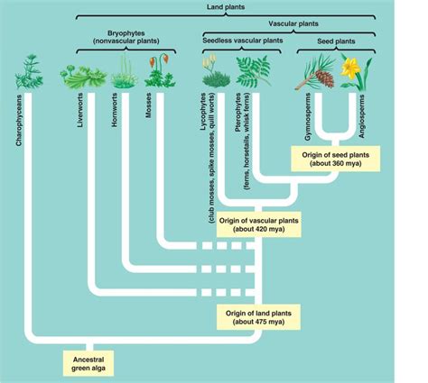 Plant Phylogeny | Plants, Teaching biology, Plant physiology