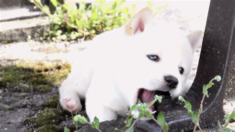 puppies puppy gif | WiffleGif