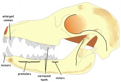 Carnivore Teeth Structure