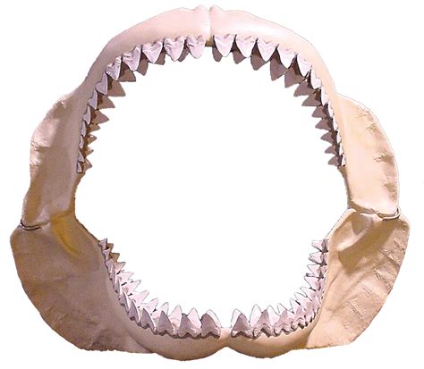 Shark Jaws PNG Transparent Shark Jaws.PNG Images. | PlusPNG