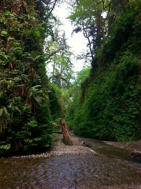 Fern Canyon Trail – wanderingyuncks