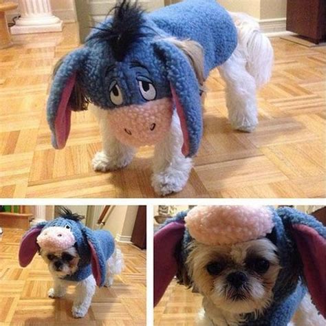 17 Costumes That Prove Shih Tzus Always Win At Halloween