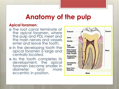 PPT - Dental pulp PowerPoint Presentation, free download - ID:1897407