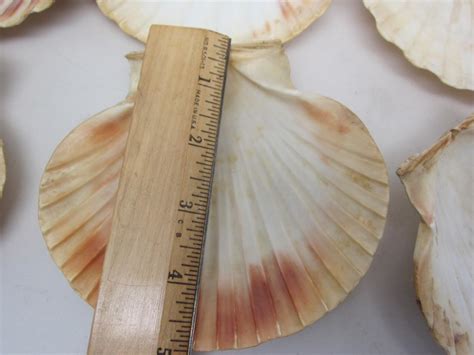 Set 10 vintage large SCALLOP shells Natural Coquille St Jacques Cook ...