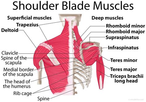 Shoulder blade (scapula) muscles: origin, insertion, function - Anatomy | Pinterest - Gezondheid ...