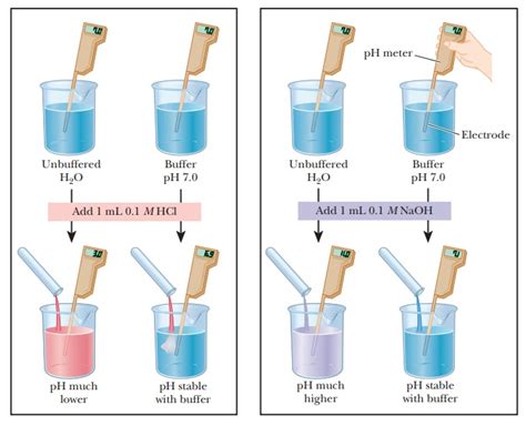 Buffer Biology Definition at francesahoseyo blog