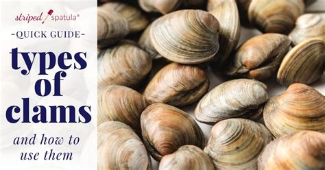 Types of Clams and How to Use Them - Striped Spatula