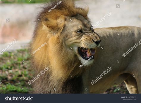 Male African Lion Snarling Stock Photo 1785588293 | Shutterstock