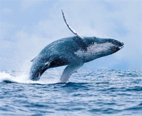 Watch This Gigantic Humpback Whale Emerge From the Depth and Soak Nearby Spectators - A-Z Animals