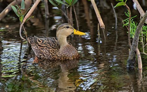 Mottled Duck | Audubon Field Guide