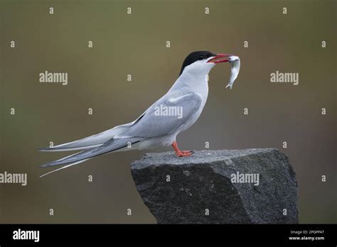 Arctic tern (Sterna paradisea) adult, breeding plumage, with fish in ...