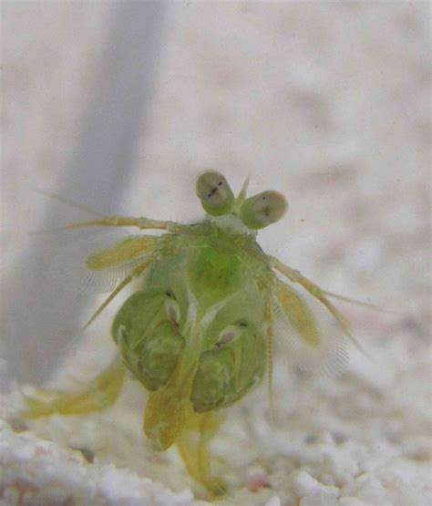 Mantis shrimp have the world’s best eyes – but why?