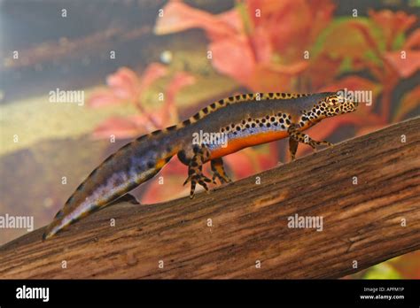 Alpine Newt (Triturus alpestris) male during breeding colours Stock Photo - Alamy