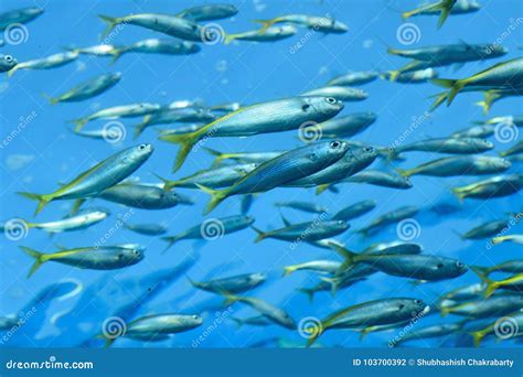 Nature Background Fish Swimming in Deep Sea Blue Waters Stock Photo - Image of frame, nature ...