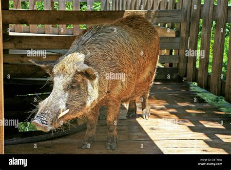 Wild Hog pig or Razor Back in America;USA;Florida;Everglades National ...