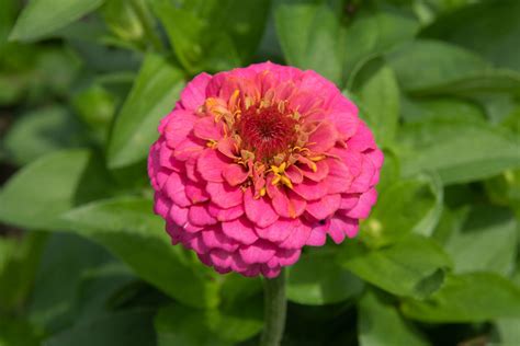 Are Zinnias Native To North America Sale Online | cdlguaiba.com.br