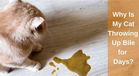 Why Is My Cat Throwing Up Bile for Days? Causes And Treatment - LearnAboutCat