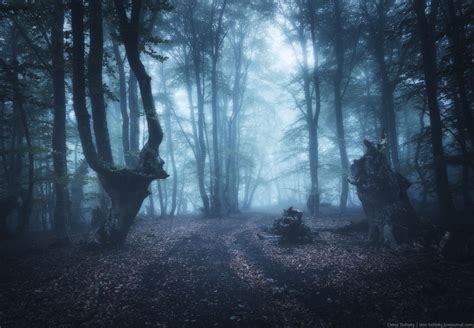 Fog in autumn forest | Autumn forest, Forest, Get outdoors