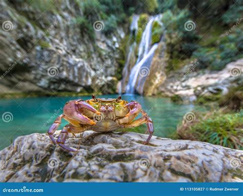 European Freshwater Crab in Habitat Stock Image - Image of brachyura, decapoda: 113105827