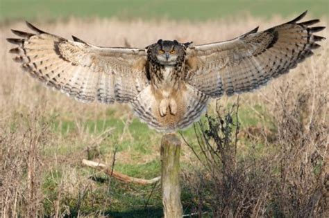 An Owl's Wingspan | Content in a Cottage