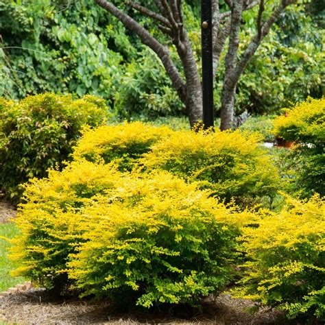 SOUTHERN LIVING 2.5 Qt. Sunshine Ligustrum, Evergreen Shrub, Bright Golden-Yellow Foliage 3953Q ...