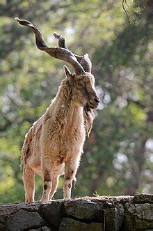 Markhor - Wikipedia