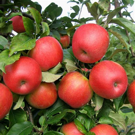 Care and Growing Honeycrisp Apples | How to Grow Honeycrisp Apple Tree | Balcony Garden Web