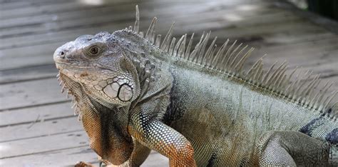 Iguana Removal Charlotte County, FL | Iguana Control