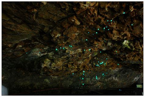 Glow-worms in Natural Bridge, Springbrook National Park | Flickr