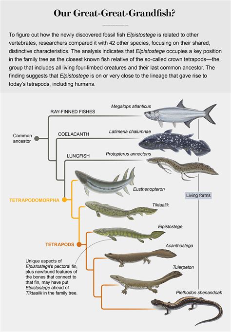 A origem dos nossos dedos é deste animal de 375 milhões de anos