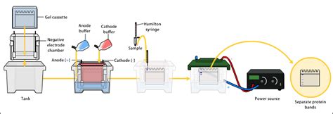 Polyacrylamide Gel: Overview & Applications