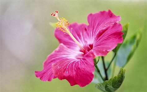 Free download Tag Pink Hibiscus Flower Wallpapers Backgrounds PhotosImages and [1600x1000] for ...