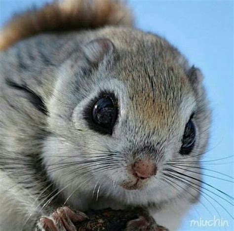 Japanese Dwarf Flying Squirrel | Cute baby animals, Baby animals, Japanese dwarf flying squirrel