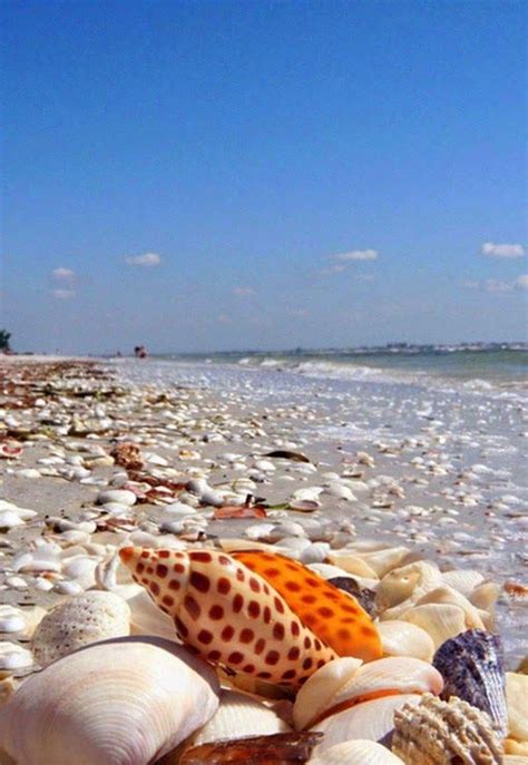 Pinoy Amerika: Shell Beach in Sanibel Island