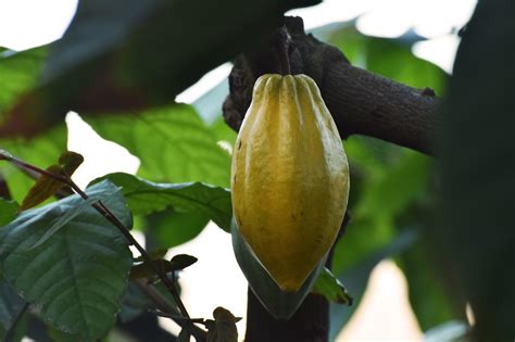 Cacao tree - Theobroma cacao | Plants | Kew