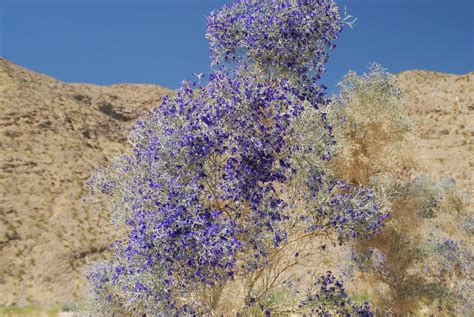 Desert Garden: Smoke tree blossoms~Today's Flowers 062710