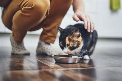 5 Ways to Take Care of a Cat at Home