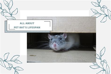 Pet Rat Lifespan: How Long Do Rats Live as Pets?