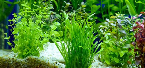 5 Easy Aquarium Plants for the Beginners - Bunnycart Blog