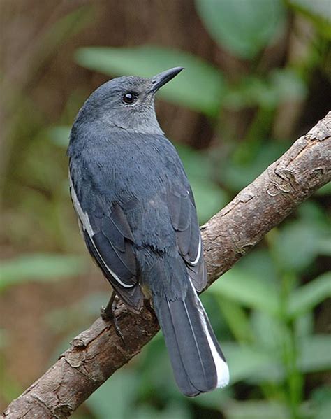 female oriental magpie robin | BirdForum