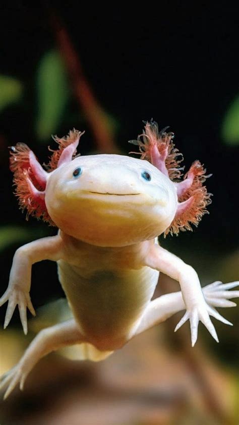 Pin by pola on magazine | Axolotl, Axolotl cute, Weird looking animals