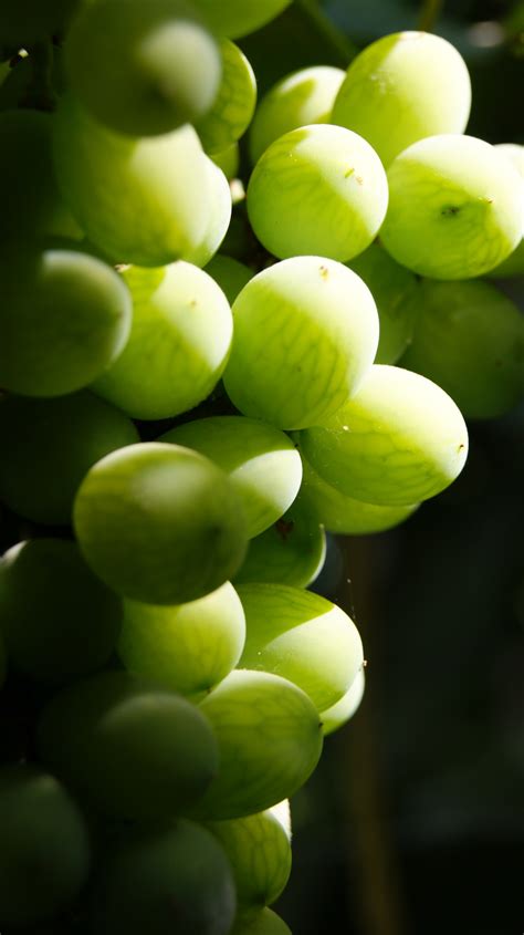 Bunch Of Grapes Free Stock Photo - Public Domain Pictures
